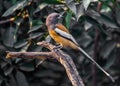 A Treepie Rufous resting on a branch Royalty Free Stock Photo