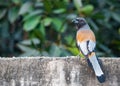 A Treepie Rufous resting on a wall Royalty Free Stock Photo