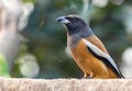 A Treepie Rufous resting on a wall Royalty Free Stock Photo