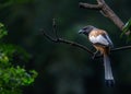 A Treepie Rufous on a tree Royalty Free Stock Photo