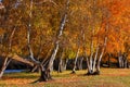 autumn trees in grassland