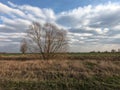 Trees in an abandoned irrigation canal. Spring landscape