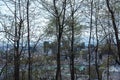 Trees above Montreal