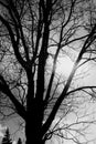 Trees. Abstract black and white photo.