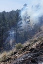 Tall conifers on fire on steep slope in American west Royalty Free Stock Photo