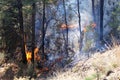 Forest Fire In Tall Conifers