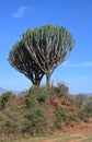 Trees of Africa. Candelabra tree (Euphorbia candelabrum