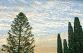 Trees against a background of sheep clouds in the sky