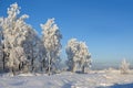 Trees against the blue sky Royalty Free Stock Photo