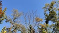 Trees against the blue sky at noon Royalty Free Stock Photo