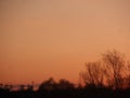 Trees against the orange sky