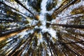 Trees against the sky