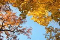 Trees against the sky. The tops of the trees. Autumn Royalty Free Stock Photo