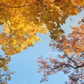 Trees against the sky. The tops of the trees. Autumn Royalty Free Stock Photo