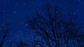 Trees against starry night background. Royalty Free Stock Photo