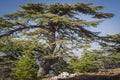 Trees of Al Shouf Cedar Nature Reserve Barouk in mount Lebanon Middle east Royalty Free Stock Photo