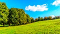 Trees along a country lane under blue sky Royalty Free Stock Photo