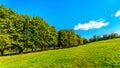 Trees along a country lane under blue sky Royalty Free Stock Photo