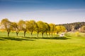 Trees along a country road Royalty Free Stock Photo