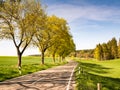 Trees along a country road Royalty Free Stock Photo