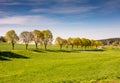 Trees along a country road Royalty Free Stock Photo