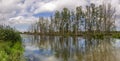 Trees along a creek