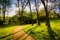 Trees along a path at Wilde Lake Park in Columbia, Maryland. Royalty Free Stock Photo