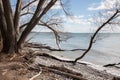 Old bare trees on the waterfront trail in Oshawa Ontario