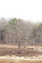 Trees along pench river bed in pench tiger reserve