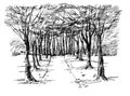 Trees along the road, a path in the forest, a park and a shady alley. Ink drawing. A number of trees.