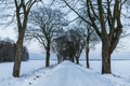 Trees along a snow-covered road. Barniewice, Poland