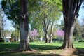 Trees along a waking path in the heart of Laguna Woods, California.