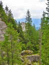 Trees amongst mountains Royalty Free Stock Photo