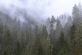 Foggy Oregon Forest