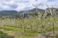 Trees in apple orchard blooming in April