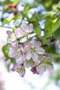 Apple blossom at noon, on a background of green leaves! Royalty Free Stock Photo