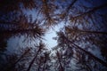 Trees sky forest Trees around me and some sky