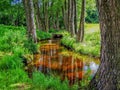 Trees around a small stream reflecting water in Central France Royalty Free Stock Photo