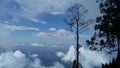 Trees atop the mountain