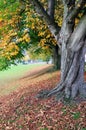Trees in Autumn Royalty Free Stock Photo