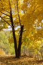 Trees in autumn Royalty Free Stock Photo