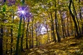 Trees in autumn