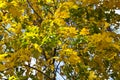 Trees in autumn 4