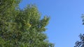 Trees in autumn on a background of blue sky.