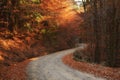 Trees with autumn colored leaves, along with freshly fallen leaves