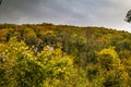 Trees in the autumn