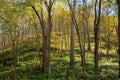 Trees in autumn colors in the Missouri Ozarks during the daytime