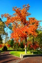 The trees in autumn colors