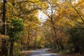 Trees in autumn colour, golden leaves in forest setting with winding road Royalty Free Stock Photo