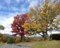 Trees in Autumn on Country Road II